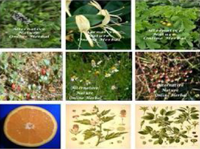 Thành phần trong trà thải độc ruột Thành phần trong trà thải độc ruột