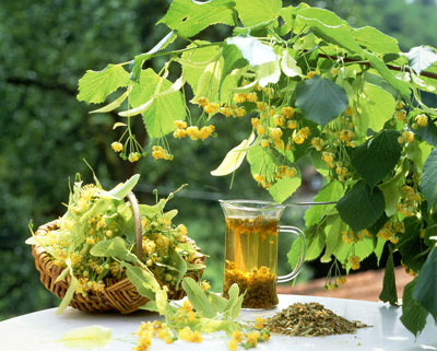 Thảo dược Thảo dược