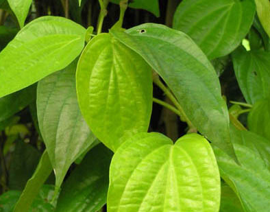 Trị hôi nách bằng Lá trầu không