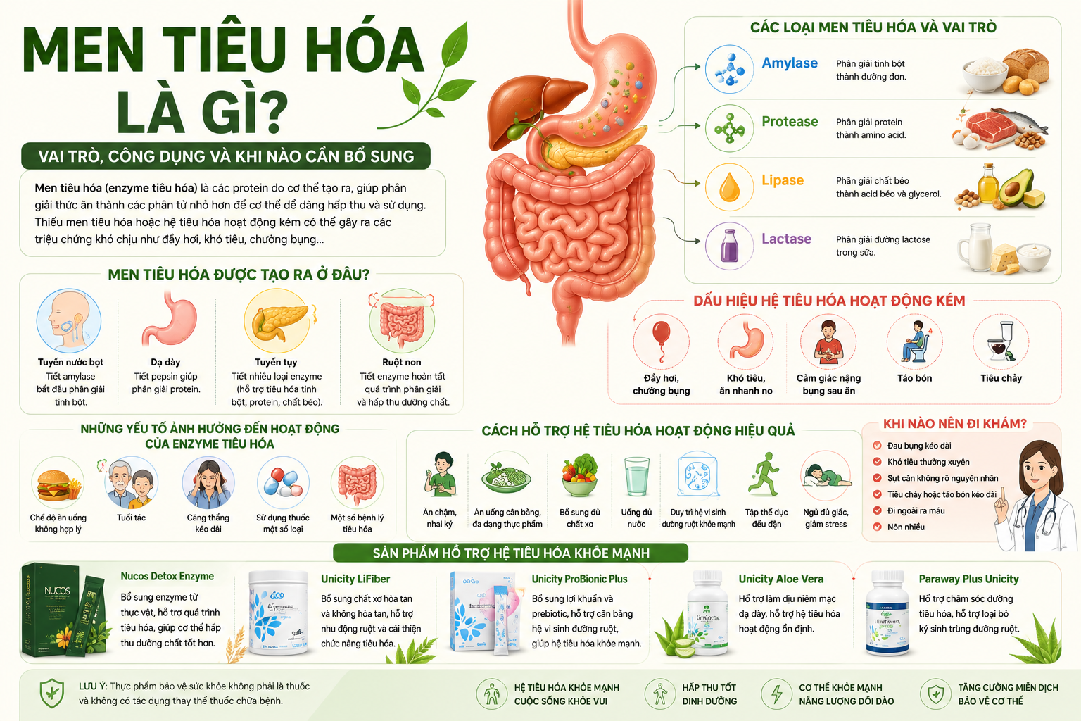 Men Tiêu Hóa Là Gì? Vai Trò, Công Dụng Và Khi Nào Cần Bổ Sung