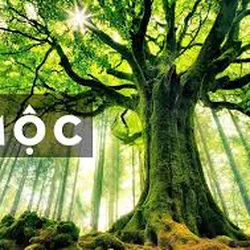 Gợi ý 50+ món quà tặng cho mạng mộc hợp màu gì