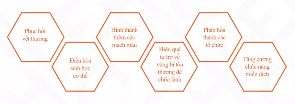 Chức năng của Tế bào gốc