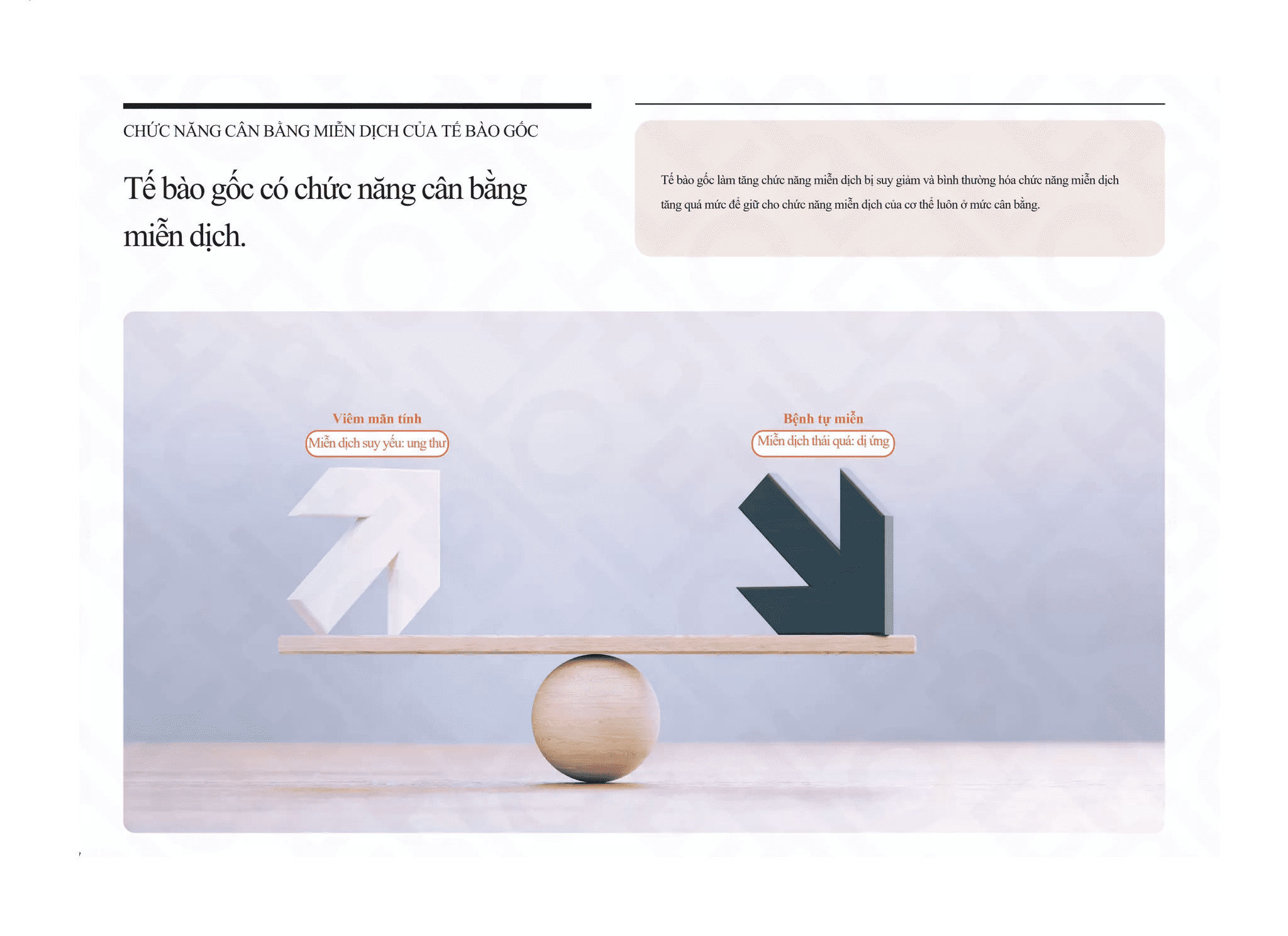 Tế bào gốc có chức năng cân bằng miễn dịch