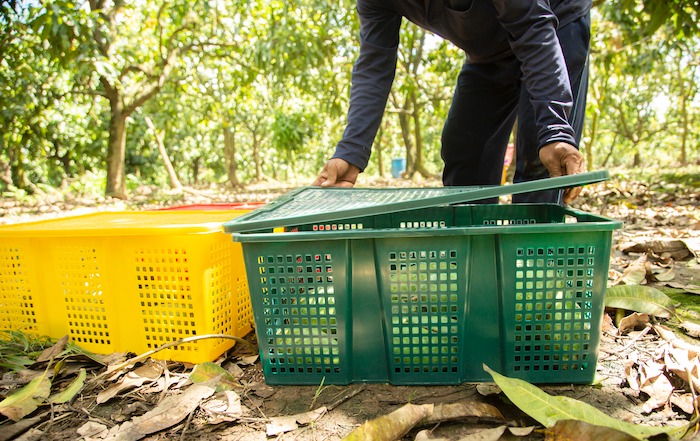 sóng nhựa hở đựng trái cây