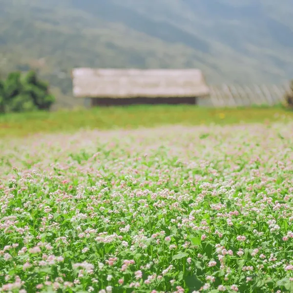 Sapa 3 Days Trekking with Mao's