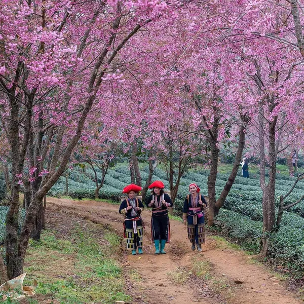 Sapa 3 Days Trekking with Mao's