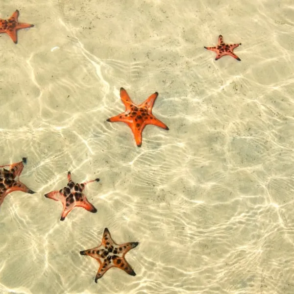 SOUTH OF VIETNAM WITH SUNNY HEAVEN IN PHU QUOC ISLAND