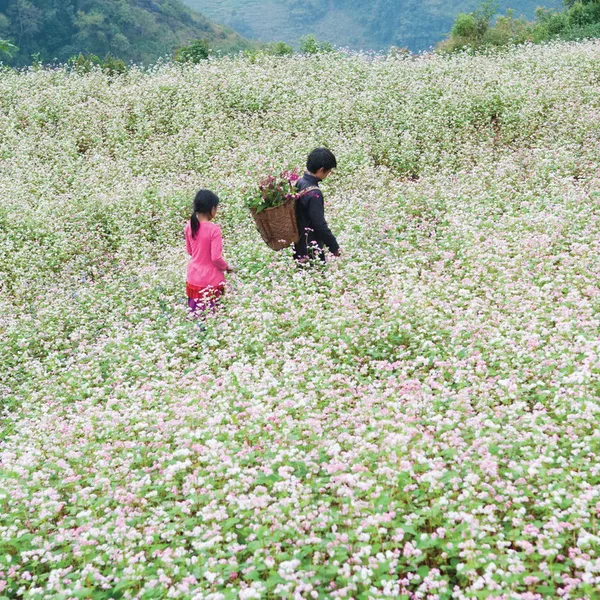Ha Giang Loop 3 Days 2 Nights
