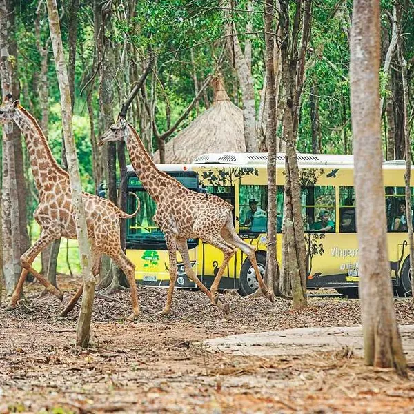 Vinpearl safari Phu Quoc 1 day trip