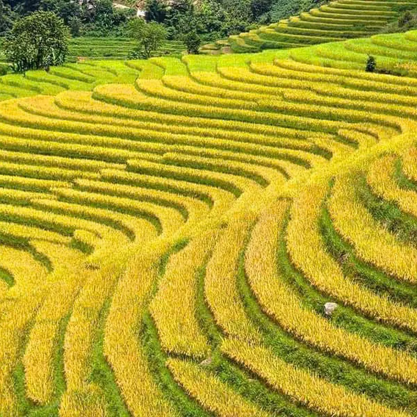 Best of North Viet Nam - Ha noi- ninh binh-ha long -sapa