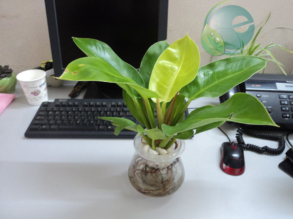 Dùng cây cảnh rất ý nghĩa Dùng cây cảnh rất ý nghĩa