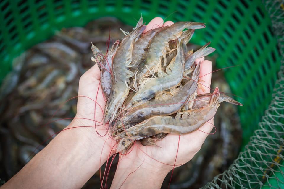 Cách chọn tôm tươi Cách chọn tôm tươi