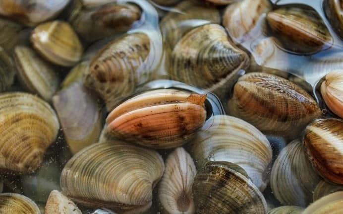 Cách nhận biết nghêu sò ốc tươi Cách nhận biết nghêu sò ốc tươi