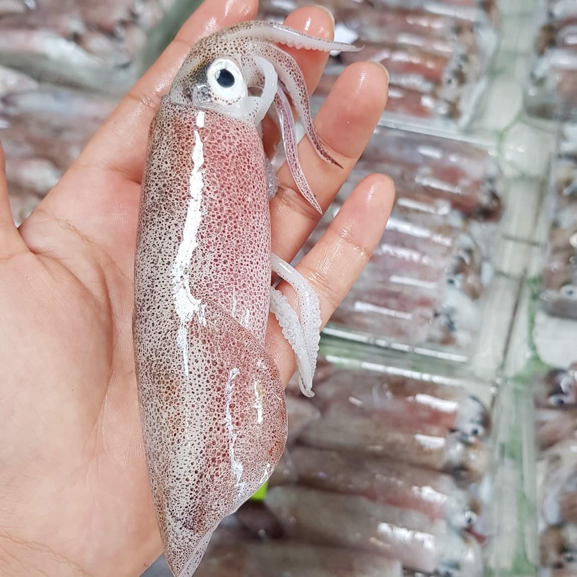 Cách chọn mực tươi Cách chọn mực tươi