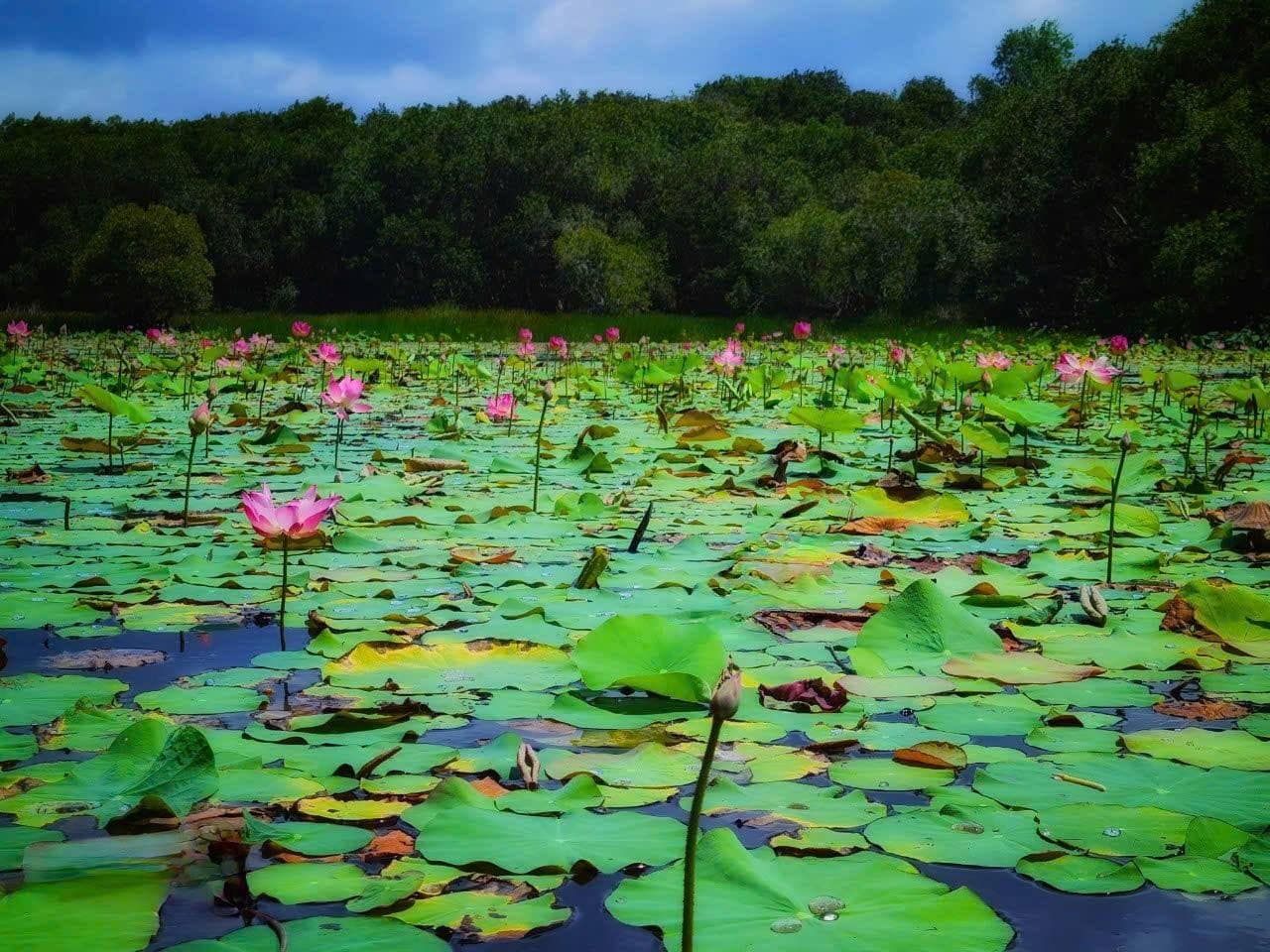 Hồ sen tự nhiên gần Hồ Tràm Hồ sen tự nhiên gần Hồ Tràm