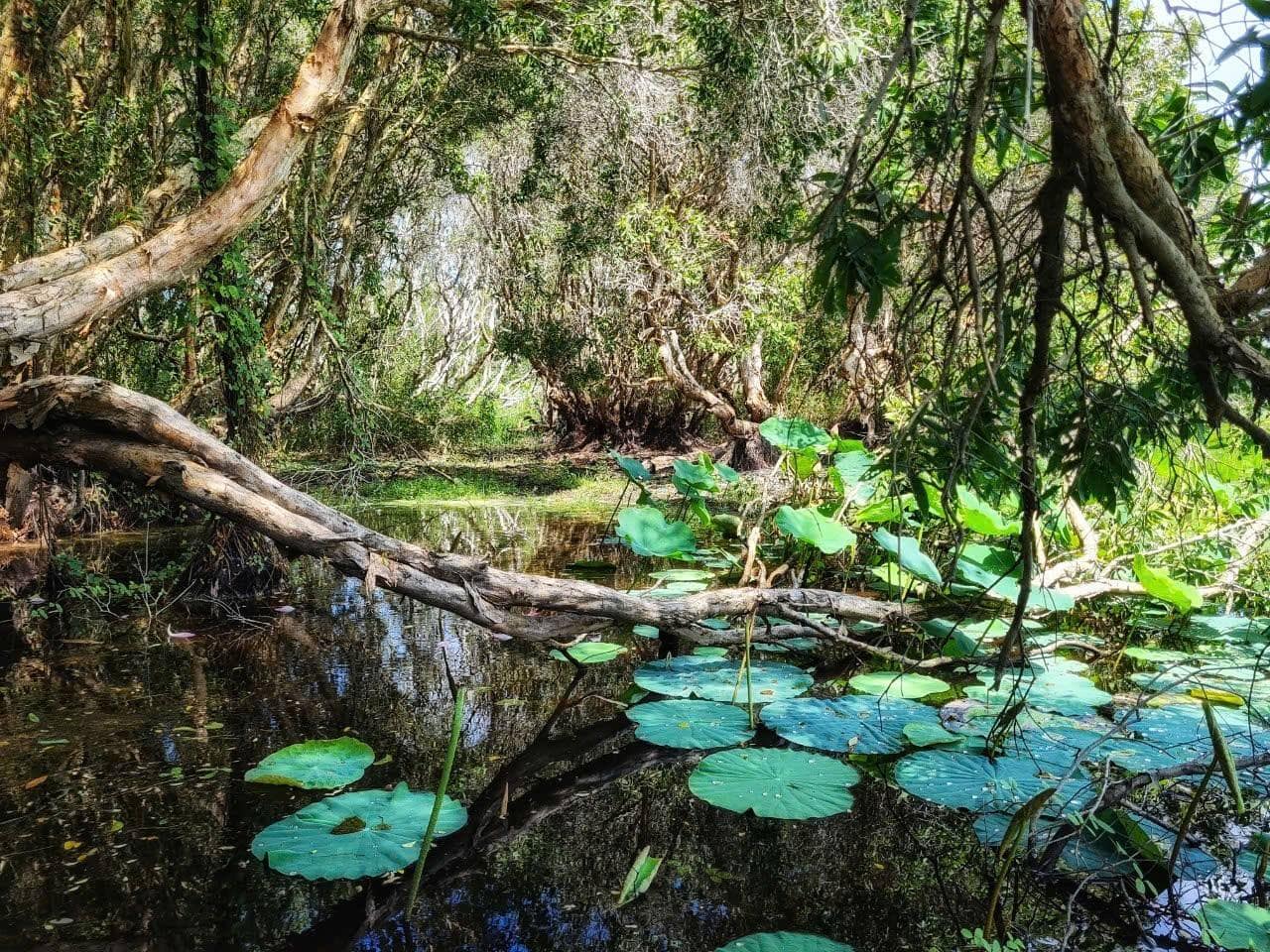 Hồ sen tự nhiên gần Hồ Tràm 1 Hồ sen tự nhiên gần Hồ Tràm 1