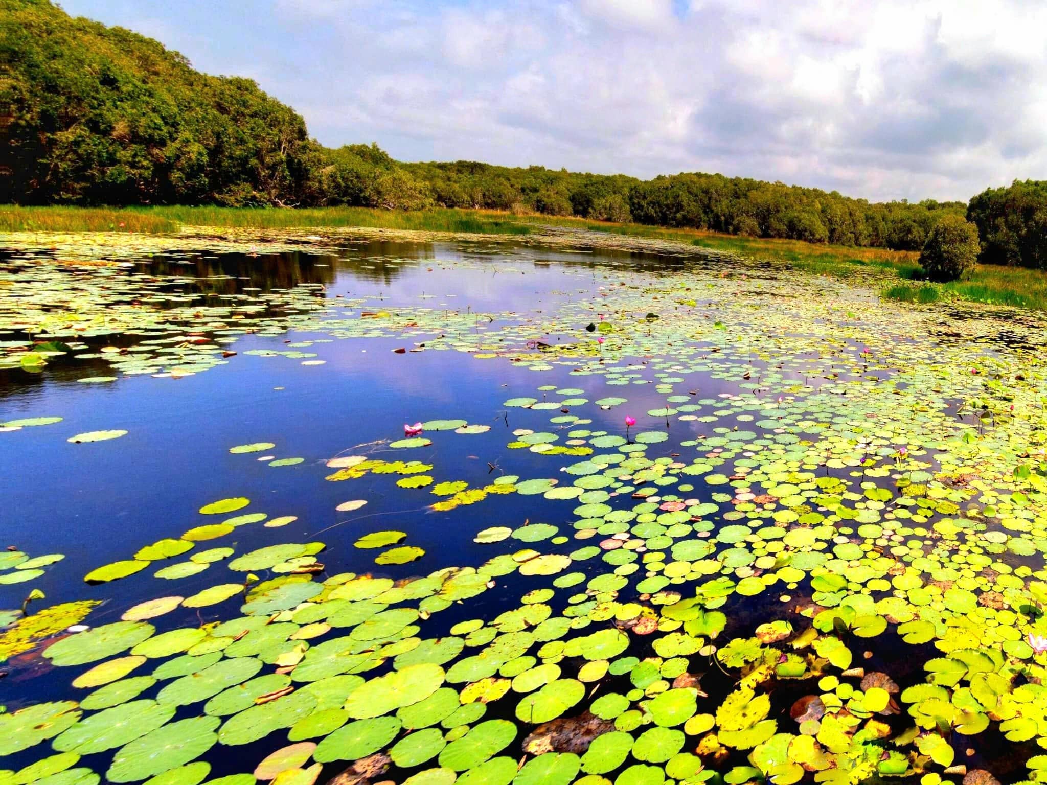 Hồ sen tự nhiên gần Hồ Tràm 3 Hồ sen tự nhiên gần Hồ Tràm 3