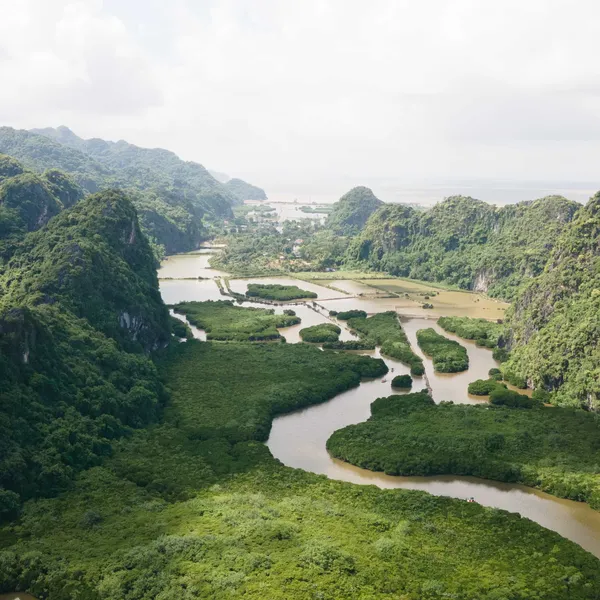 Cat Ba Mangrove Forest Half-Day Tour