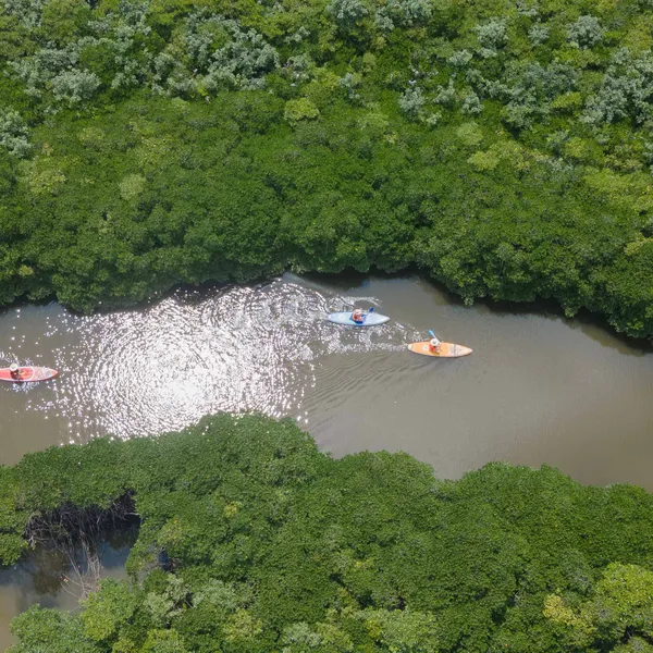 Cat Ba Mangrove Forest Half-Day Tour