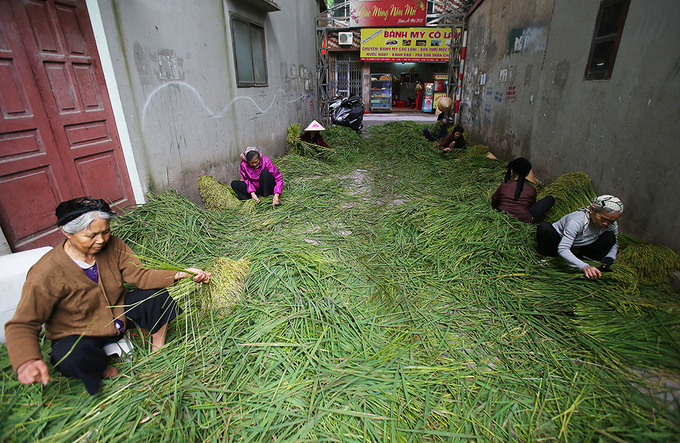 Autumn Green Sticky Rice Autumn Green Sticky Rice