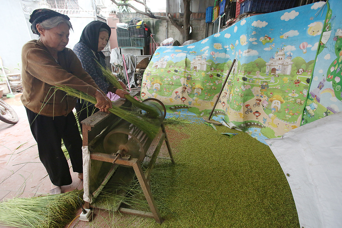 Autumn Green Sticky Rice Autumn Green Sticky Rice