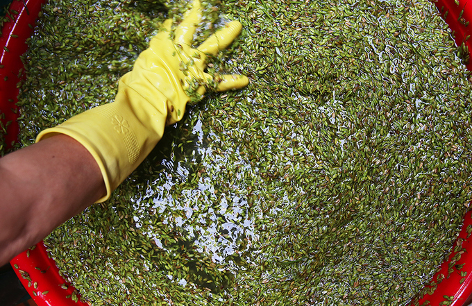 Autumn Green Sticky Rice Autumn Green Sticky Rice