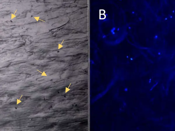 Human Fibroblast attachment and growth into Ingenera Disposable System