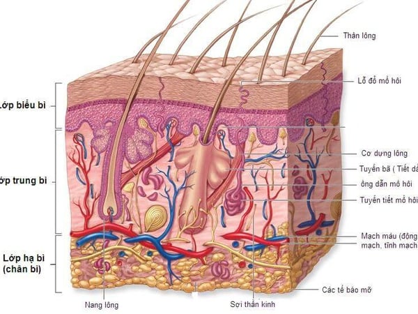 Da đổ dầu nhiều: Nguyên nhân & cách kiểm soát hiệu quả theo khoa học da liễu