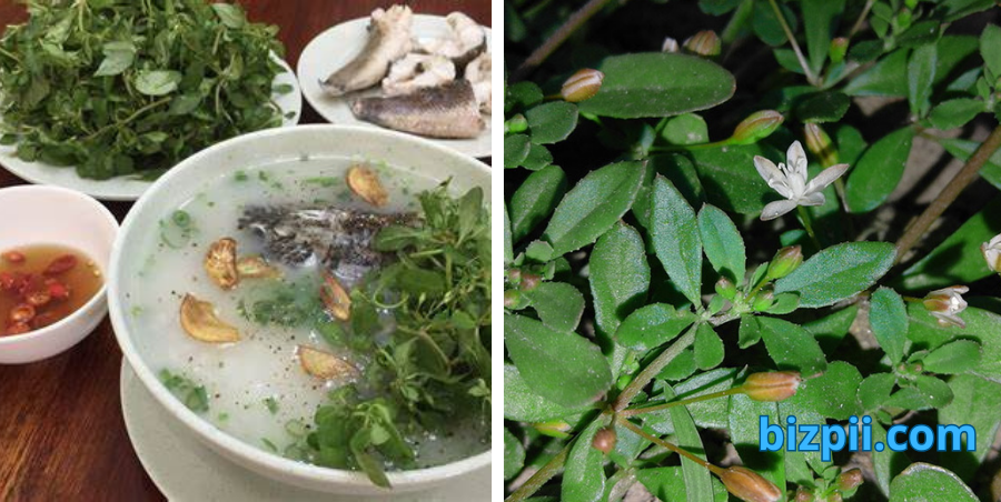 các bài thuốc từ rau đắng đất