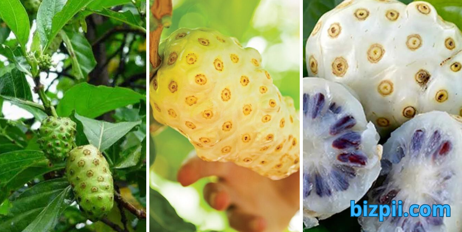 cây nhàu cây thuốc nam món quà quý từ thiên nhiên