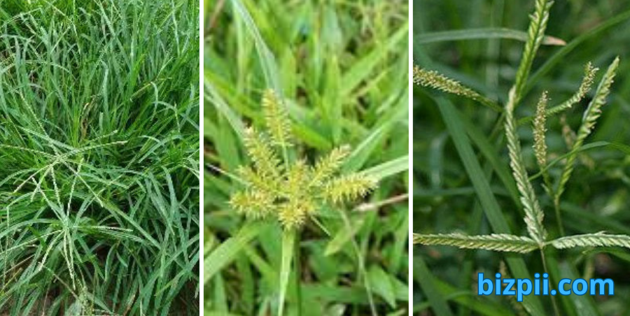 Cây thuốc nam món quà quý từ thiên nhiên - cây mần trầu