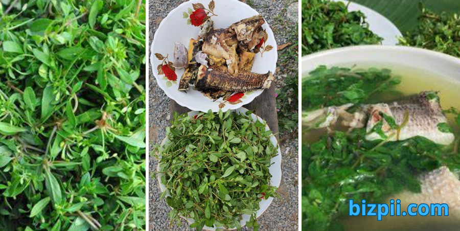 nơi sinh sống rau đắng đất