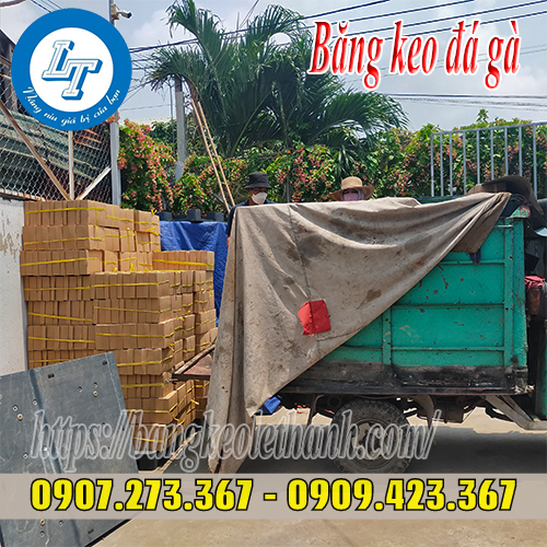 Bỏ sỉ băng keo đá gà