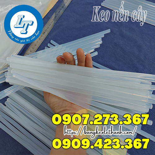 Keo nến cây Keo nến cây