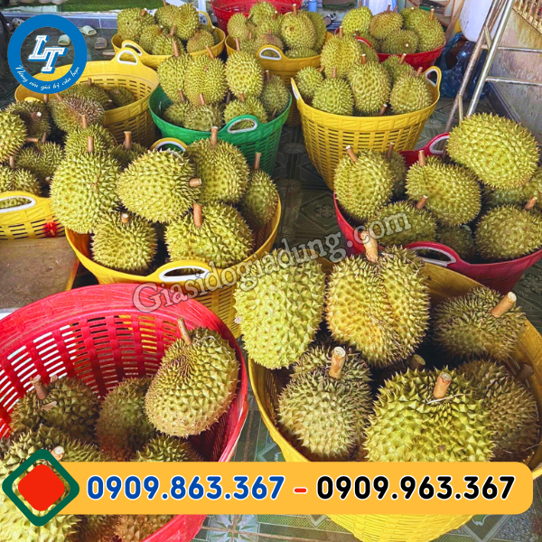 bán giá sỉ sọt nhựa đựng sầu riêng chất lượng cao