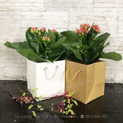 TG  ĐỰNG CHÂU CÂY NHỎ (12x10x10)