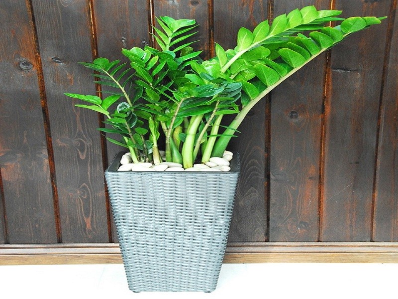 Mách bạn linh vật phong thủy kết hợp với bàn ghế gỗ phòng khách giá bình dân mang lại tài lộc cho gia chủ Mách bạn linh vật phong thủy kết hợp với bàn ghế gỗ phòng khách giá bình dân mang lại tài lộc cho gia chủ