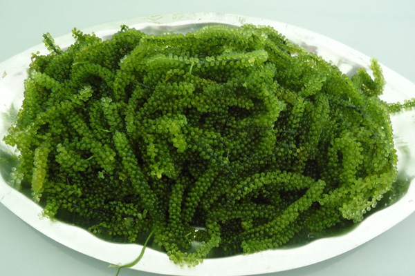 công ty dịch vụ hải quan chuyên làm thủ tục nhập khẩu rong biển