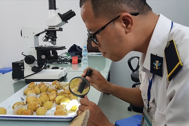 kiểm dịch thực vật hàng xuất khẩu