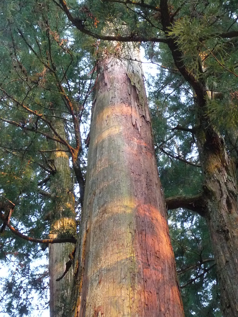 thủ tục nhập khẩu gỗ thông nhật