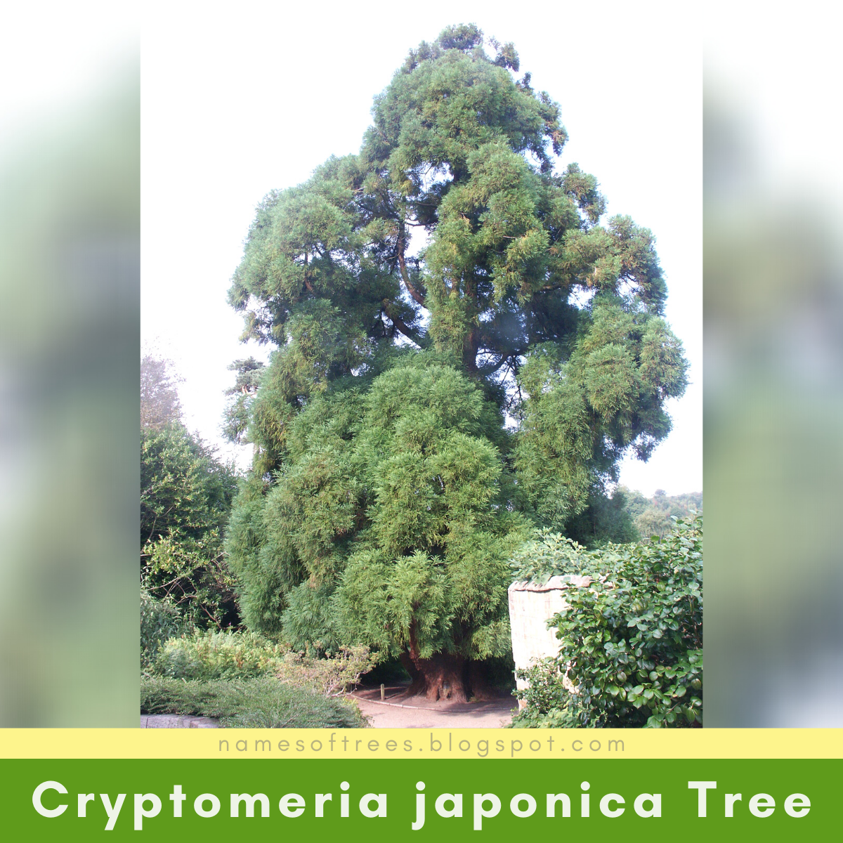 thủ tục nhập khẩu gỗ thông nhật