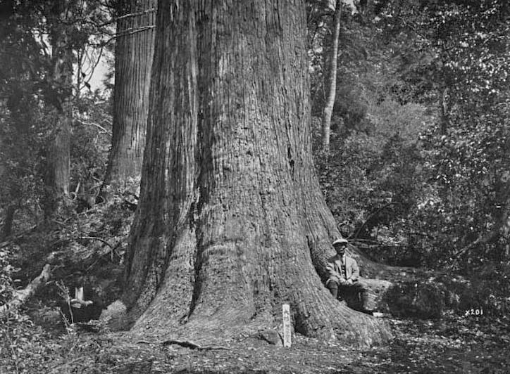 thủ tục nhập khẩu gỗ thông nhật