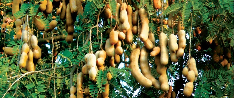 thủ tục nhập khẩu trái cây tươi me thái lan