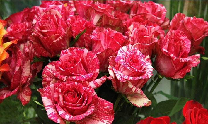 vận chuyển hoa nhập khẩu