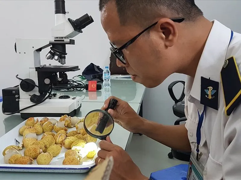 ĐĂNG KÝ XIN GIẤY PHÉP KIỂM DỊCH THỰC VẬT NHẬP KHẨU - THỦ TỤC KIỂM DỊCH THỰC VẬT NHẬP KHẨU