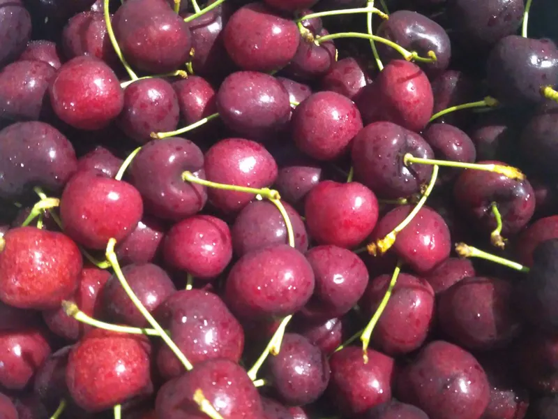 THỦ TỤC NHẬP KHẨU TRÁI CÂY TƯƠI CHERRY