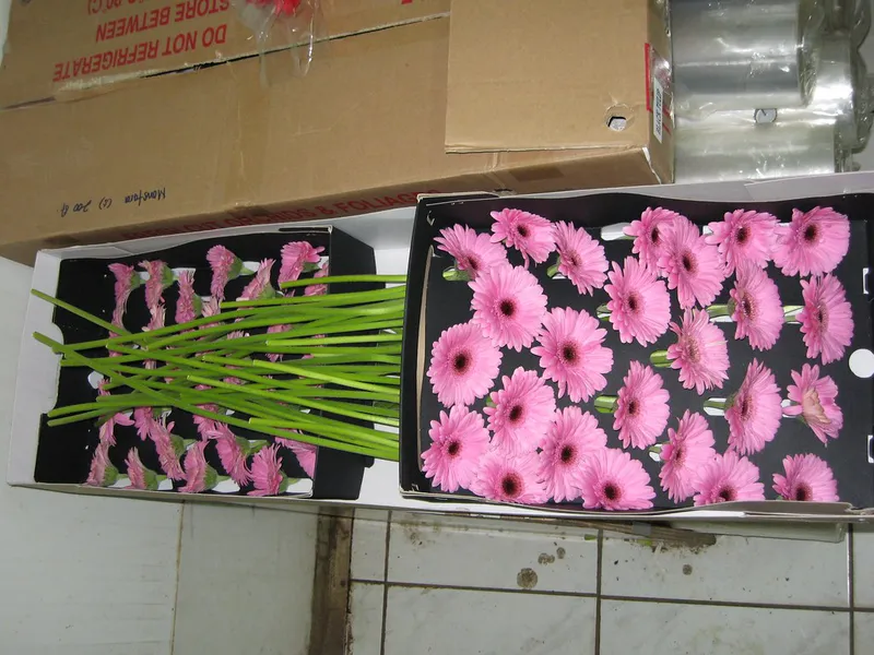 VẬN CHUYỂN HOA BẰNG ĐƯỜNG HÀNG KHÔNG
