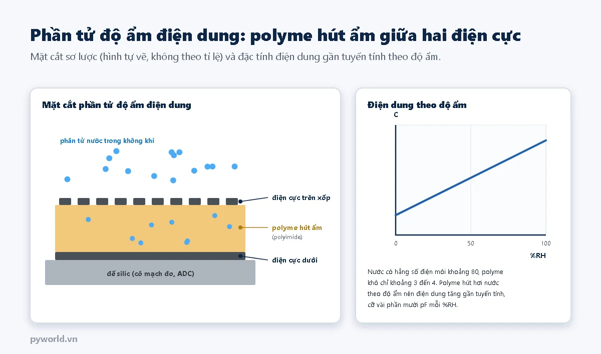 Mặt cắt phần tử độ ẩm điện dung: đế silic có mạch đo, điện cực dưới, lớp polyme polyimide hút ẩm, điện cực trên xốp cho hơi nước đi qua, các phân tử nước trong không khí và trong lớp polyme; bên phải là đồ thị điện dung tăng gần tuyến tính theo độ ẩm
