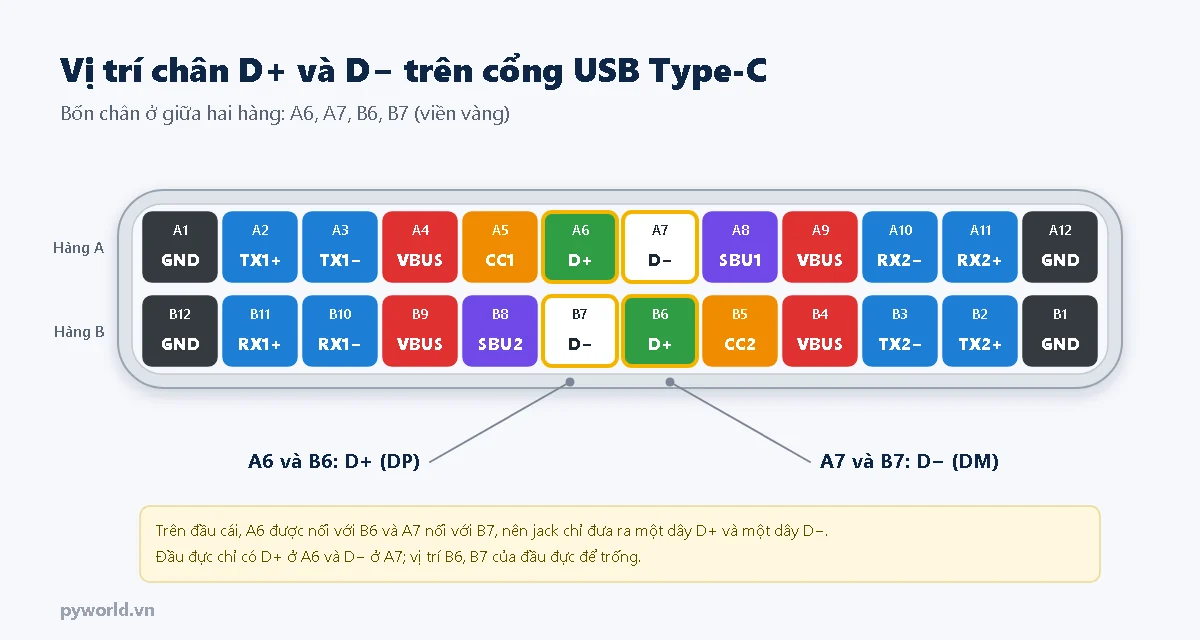 Sơ đồ chân cổng USB Type-C 24 chân, bốn chân D+ D− ở giữa được viền vàng: A6 và B6 là D+, A7 và B7 là D−