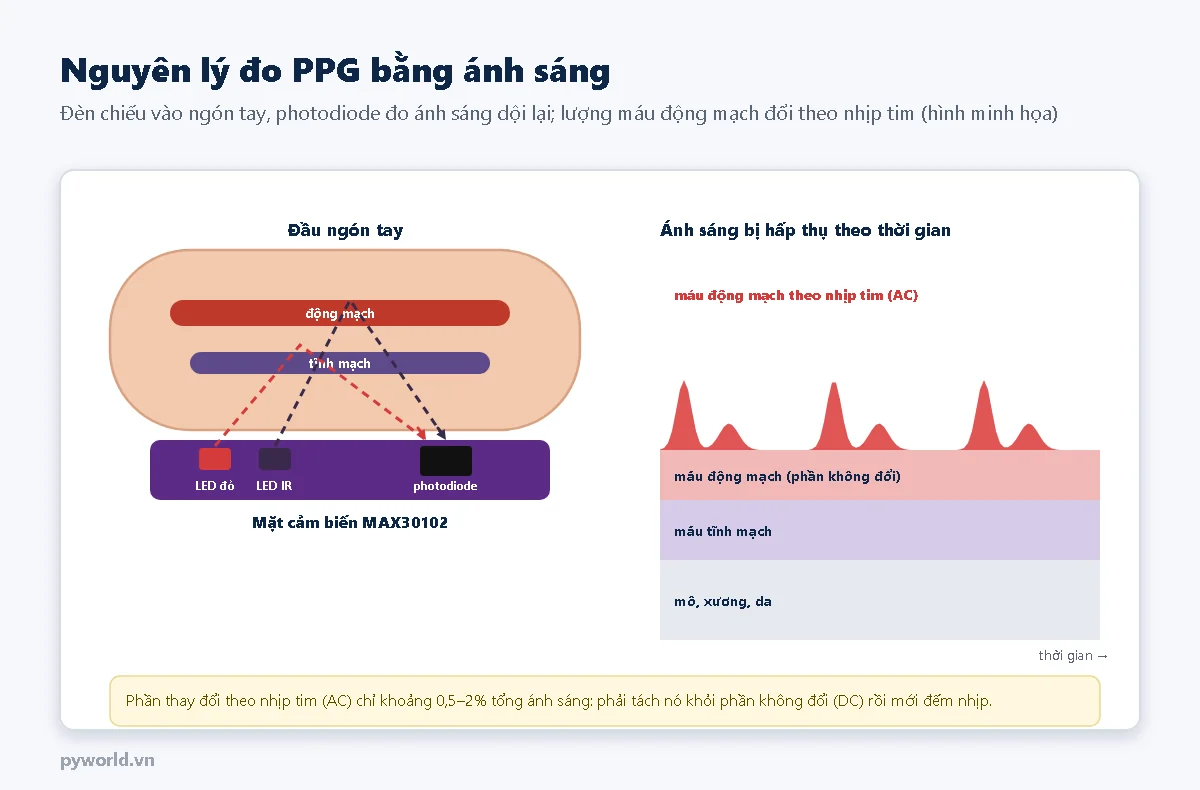 Hình cắt ngang đầu ngón tay đặt trên cảm biến MAX30102: LED đỏ và LED hồng ngoại chiếu ánh sáng vào ngón tay, ánh sáng đi qua động mạch, tĩnh mạch rồi dội về photodiode; bên phải là biểu đồ ánh sáng bị hấp thụ gồm các lớp mô, máu tĩnh mạch, máu động mạch không đổi và phần máu động mạch thay đổi theo nhịp tim